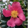 Camellia sasanqua 'Crimson King' AGM