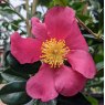 Camellia sasanqua 'Crimson King' AGM