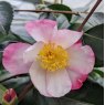 Camellia sasanqua 'Rainbow'