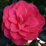 Camellia japonica 'C.M.Hovey'  AGM
