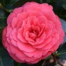 Camellia japonica 'Coquetti' AGM