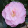 Camellia japonica 'Dr Tinsley' AGM