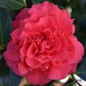 Camellia japonica 'Kramers Supreme' AGM