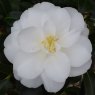 Camellia x williamsii 'China Clay' AGM
