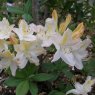 Deciduous Azalea Daviesii  AGM