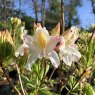 Deciduous Azalea Delicatissimum AGM