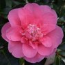 Camellia x williamsii 'Elegant Beauty'  AGM