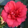 Camellia japonica 'Blackburnia'