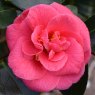 Camellia japonica 'Splendens Carlyon'