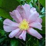 Camellia sasanqua 'Cleopatra'