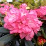 Rhododendron Anuschka