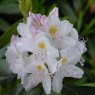 Rhododendron Catawbiense Album