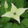 Cornus kousa Milky Way