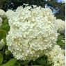 Hydrangea arborescens 'Annabelle' AGM