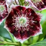 Kalmia latifolia 'Black Label'