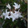 Deciduous Azalea Denny's White