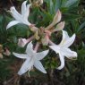 Deciduous Azalea Denny's White