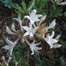 Deciduous Azalea Denny's White