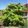 Acer palmatum 'Mikawa yatsubusa'