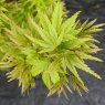 Acer palmatum 'Sharp's Pygmy'