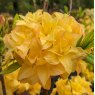 Deciduous Azalea Yellow Pom Pom