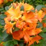 Deciduous Azalea Midsummer Glow