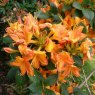 Deciduous Azalea Midsummer Glow