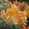 Deciduous Azalea Drury Lane