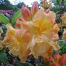 Deciduous Azalea Drury Lane