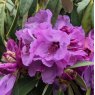 Rhododendron Snowy River