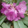 Rhododendron Snowy River