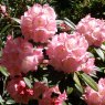 Rhododendron insigne 'Annie Darling' EX0896