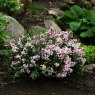 Deutzia x rosea Yuki Cherry Blossom