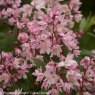 Deutzia x rosea Yuki Cherry Blossom