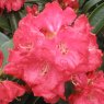 Rhododendron Halfdan Lem  AGM STANDARD