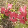 Cornus florida 'Cherokee Chief'