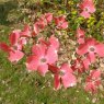 Cornus florida 'Cherokee Chief'