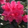 Rhododendron Cary Ann