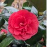 Camellia japonica 'Lady Campbell'