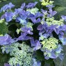 Hydrangea macrophylla Nizza Blue