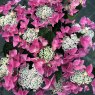 Hydrangea macrophylla Nizza Pink
