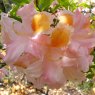 Deciduous Azalea Exquisitum  AGM