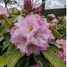 Rhododendron Onkel Dines