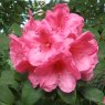 Rhododendron Anna Rose Whitney