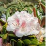 Rhododendron Web's Bee