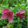 Dwarf Rhododendron campylogynum 'Bodnant Red'