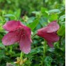 Rhododendron campylogynum 'Bodnant Red'