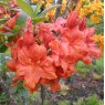 Deciduous Azalea Fireball  AGM