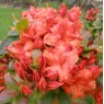 Deciduous Azalea Fireball  AGM