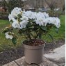 Dwarf Rhododendron Snow Lady